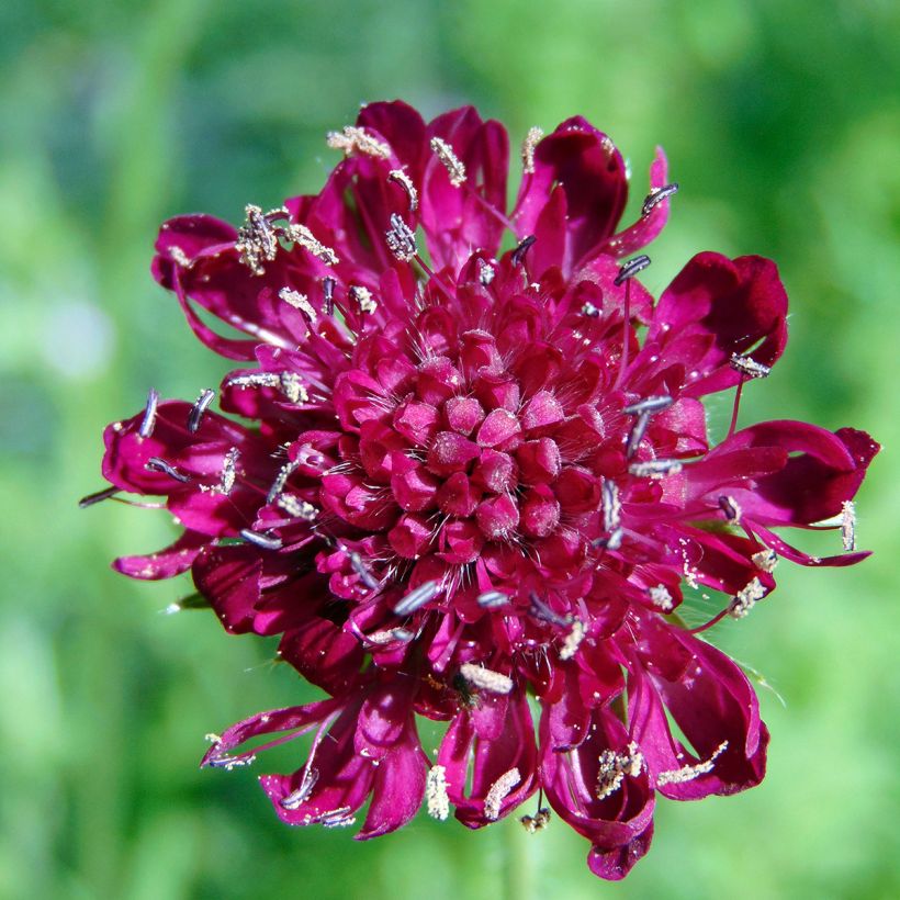 Knautia macedonica - Petite Scabieuse (Flowering)