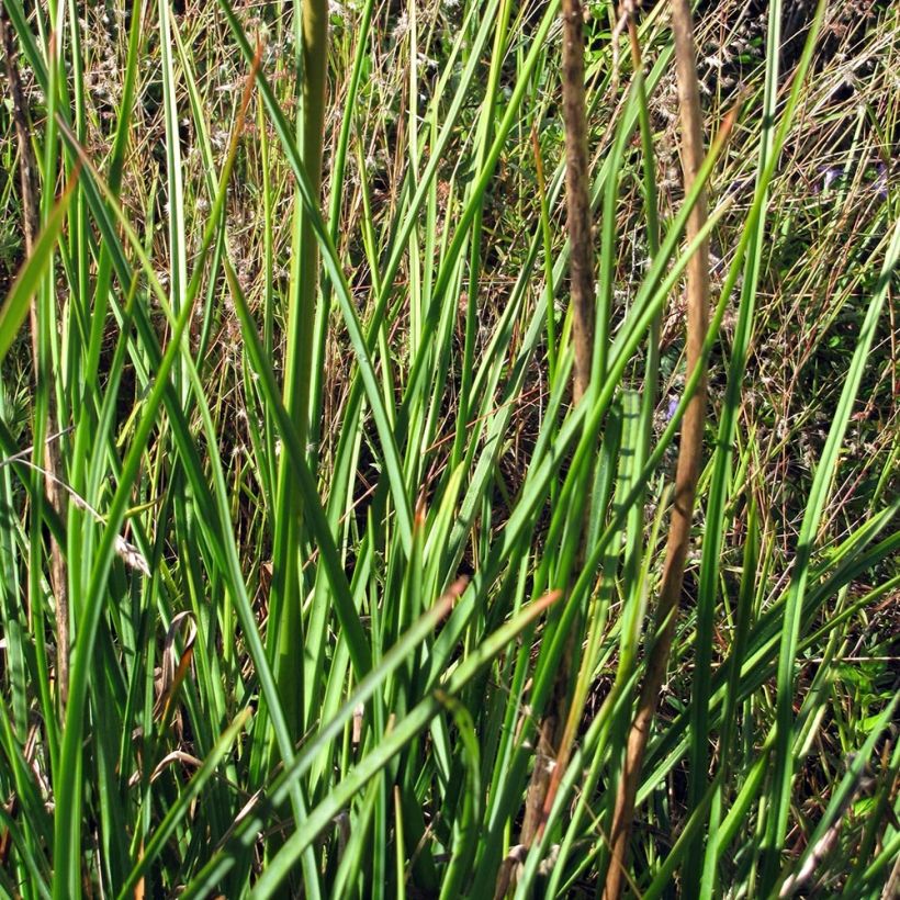 Kniphofia Alcazar - Tritoma Alcazar (Foliage)
