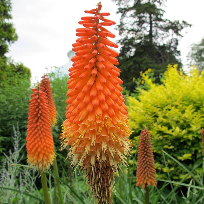 Kniphofia Alcazar - Tritoma Alcazar (Flowering)