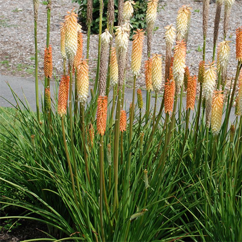 Kniphofia Cobra - Tritoma (Plant habit)