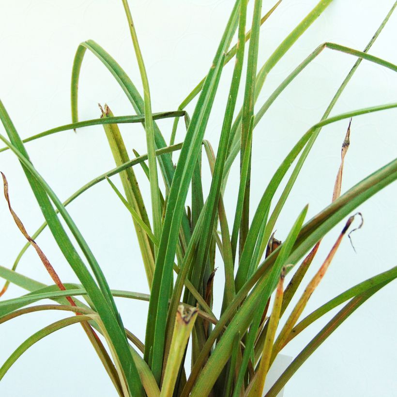 Kniphofia Elvira - Tritoma (Foliage)
