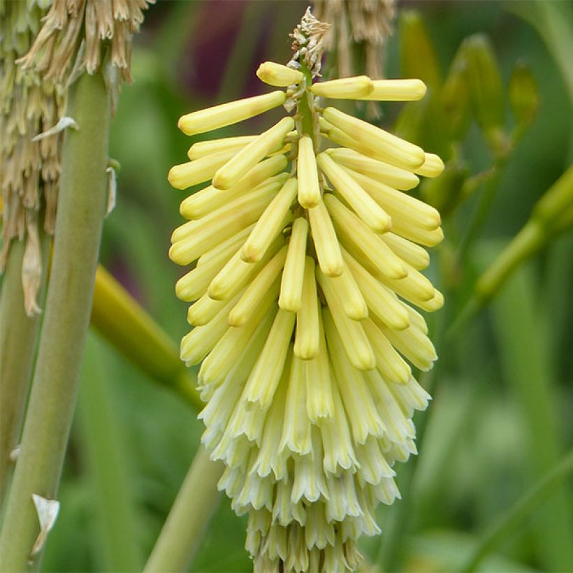 Kniphofia Green Jade - Tritoma vert pomme et crème (Flowering)