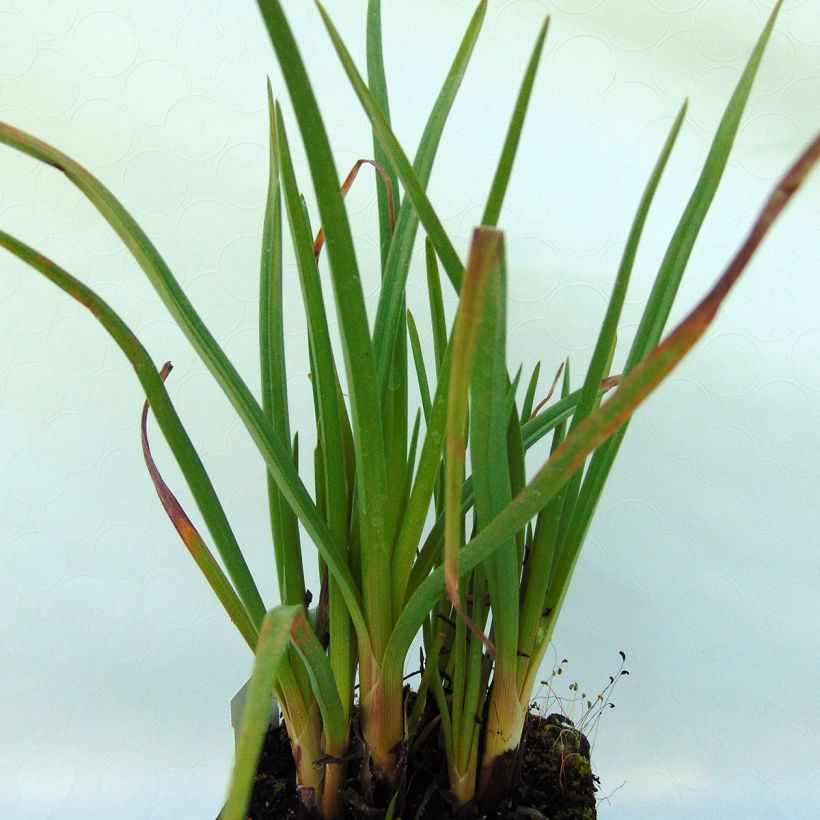Kniphofia Ice Queen (Foliage)