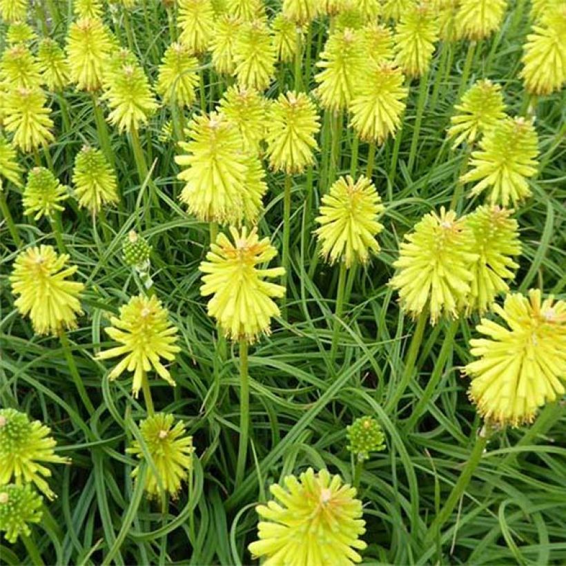 Kniphofia Limelight - Tritoma (Flowering)