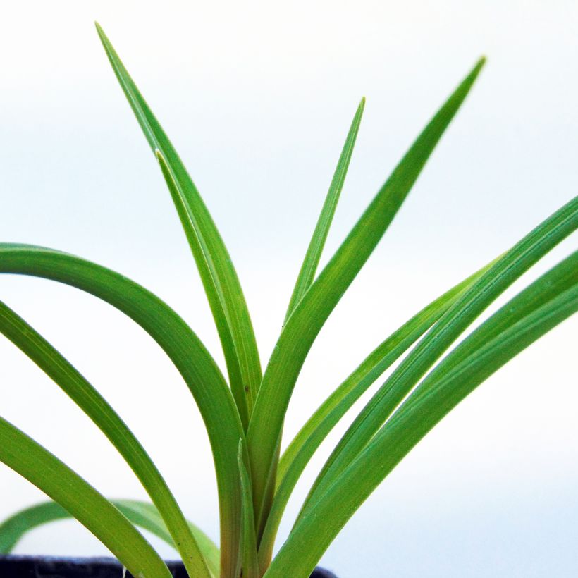 Kniphofia Limelight - Tritoma (Foliage)