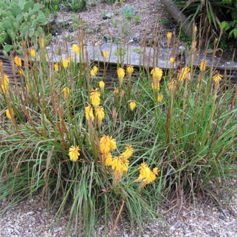 Kniphofia Minister Verschuur - Tritoma jaune soufre (Flowering)