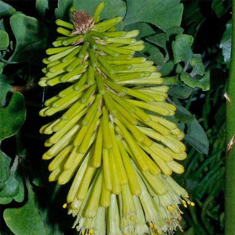 Kniphofia Percy s Pride - Tritoma jaune vert (Flowering)