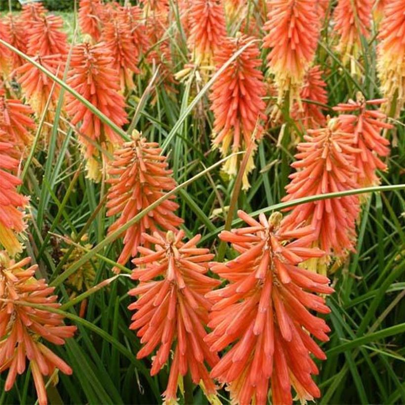 Kniphofia Redhot Popsicle - Tritoma (Flowering)