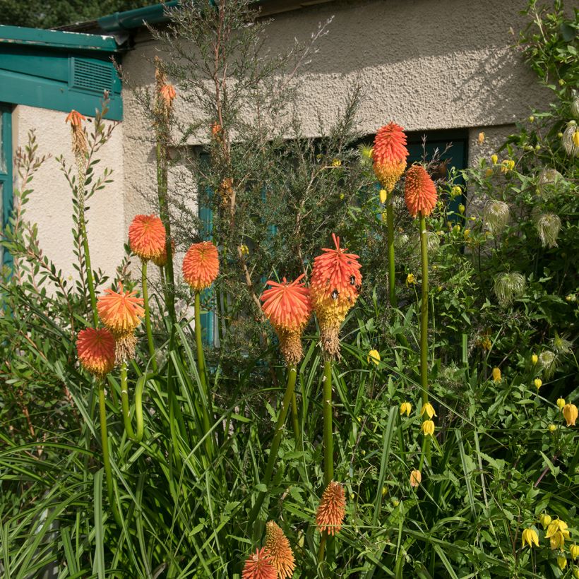 Kniphofia rooperi - Tritoma jaune-orangé doux (Plant habit)