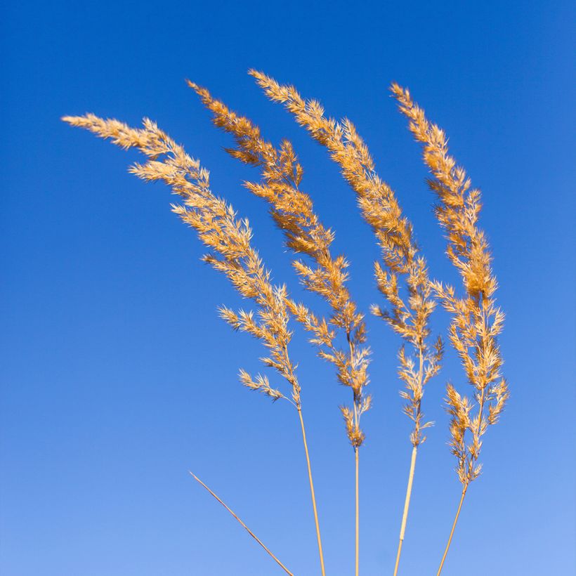 Koeleria glauca - Koélérie bleue (Flowering)