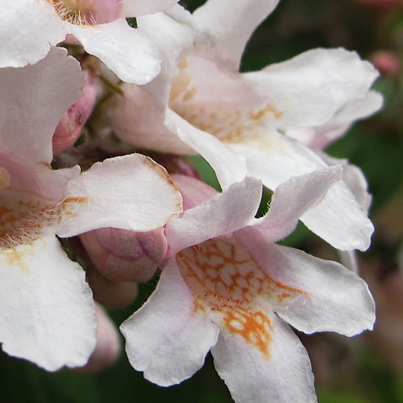 Kolkwitzia amabilis - Buisson de beauté (Flowering)