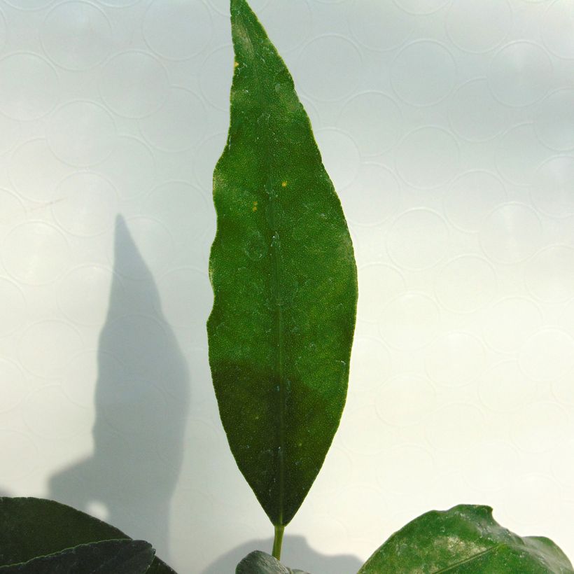 Kumquat Marumi - Fortunella japonica (Foliage)