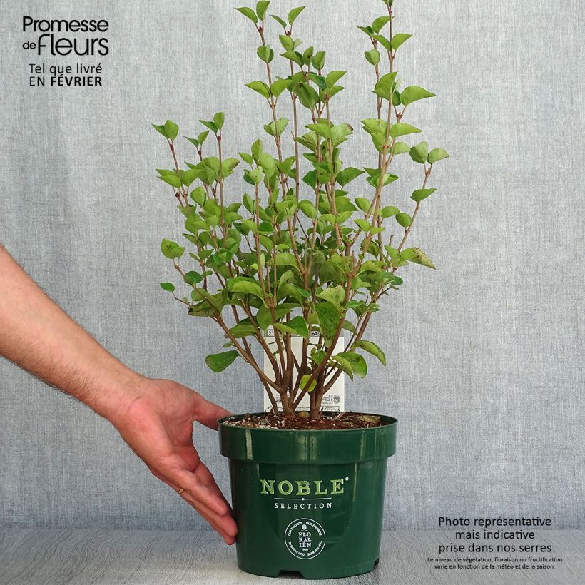 Example of Lilas - Syringa Tinkerbelle Pot de 2L/3L as you get in automne