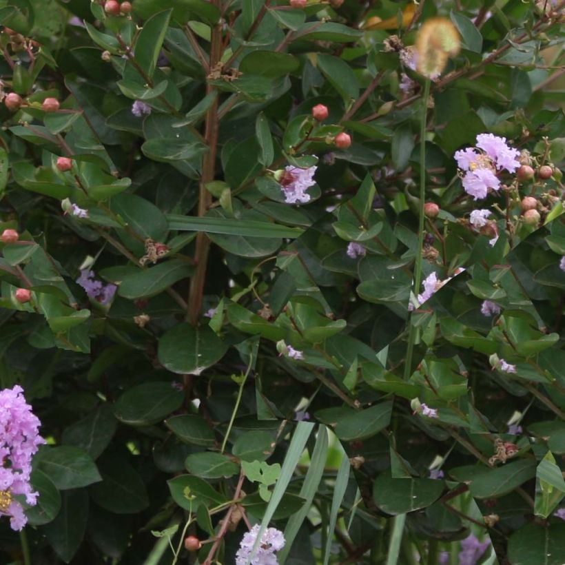 Lagerstroemia Camaïeu d'Eté - Lilas des Indes (Foliage)