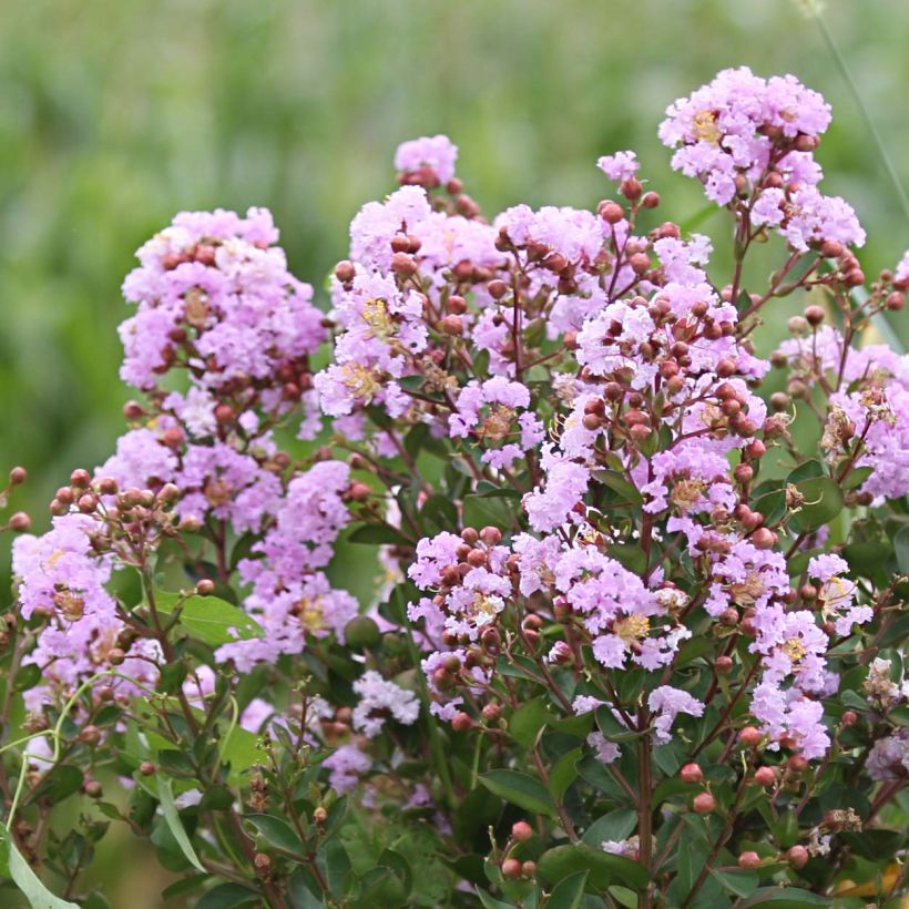 Lagerstroemia Camaïeu d'Eté - Lilas des Indes (Flowering)