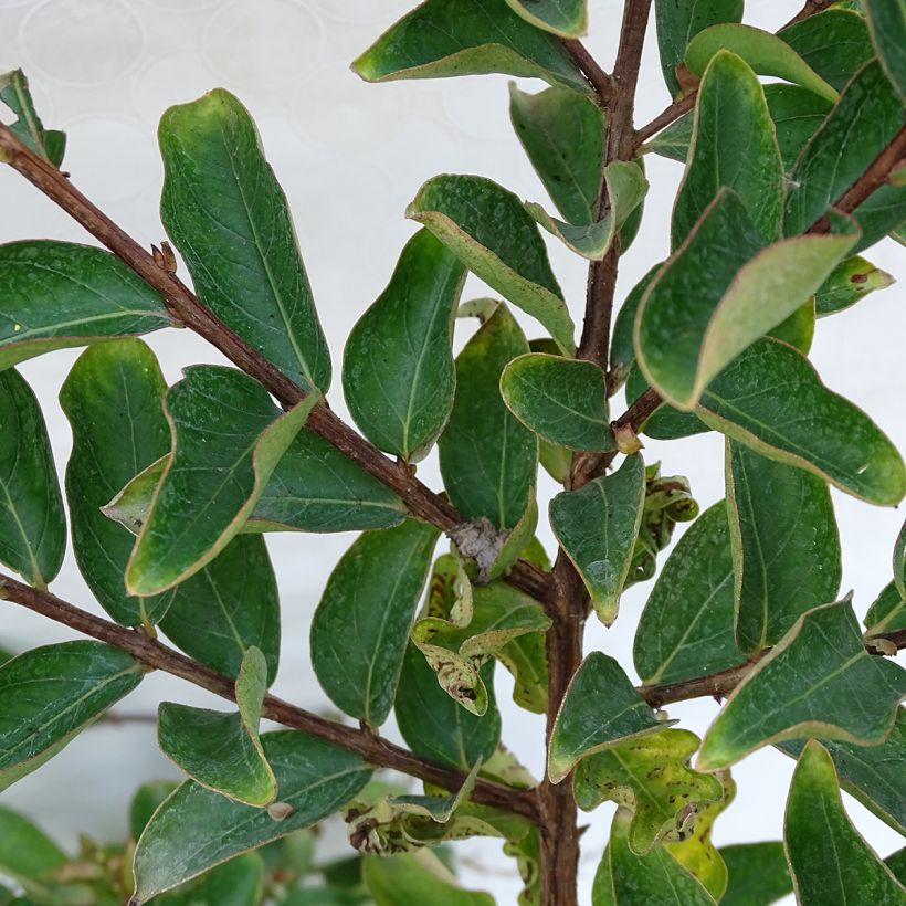 Lagerstroemia Lilac Grand Sud - Lilas des Indes. (Foliage)