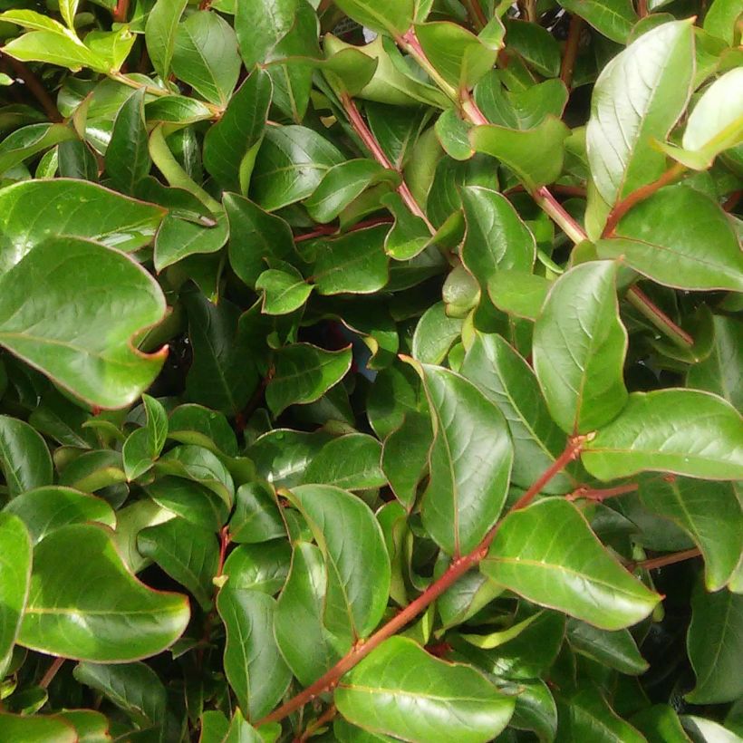 Lagerstroemia indica Bergerac - Lilas des Indes (Foliage)