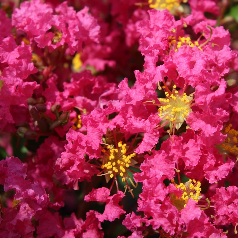 Lagerstroemia indica Bergerac - Lilas des Indes (Flowering)