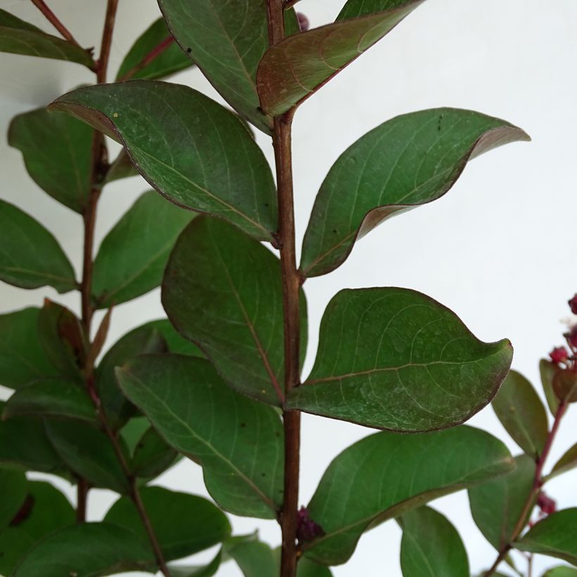 Lagerstroemia indica Berlingot Menthe - Lilas des Indes (Foliage)