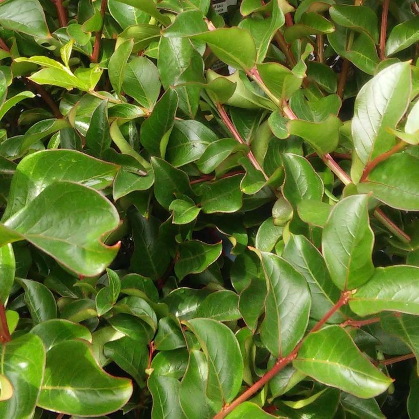 Lagerstroemia indica Fuchsia d'Eté - Lilas des Indes (Foliage)