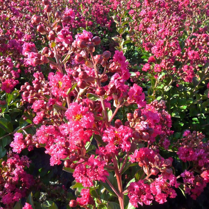 Lagerstroemia indica Fuchsia d'Eté - Lilas des Indes (Flowering)