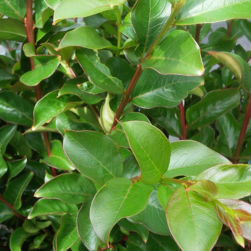 Lagerstroemia indica Houston - Lilas des Indes (Foliage)