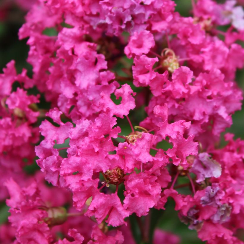 Lagerstroemia indica Houston - Lilas des Indes (Flowering)
