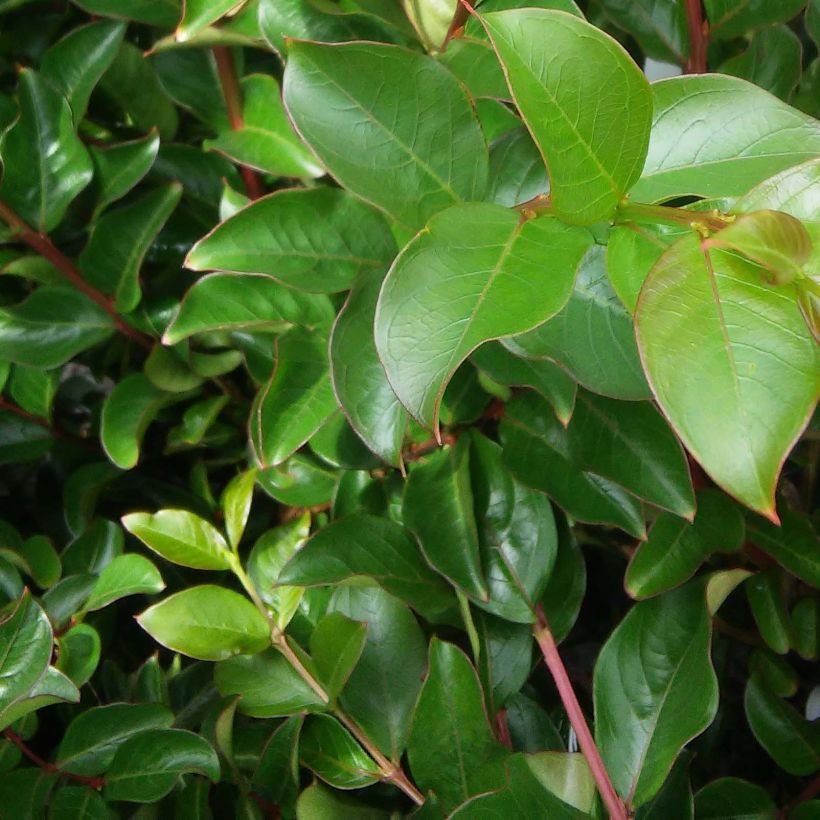 Lagerstroemia indica Jacqueline Desmartis - Lilas des Indes (Foliage)