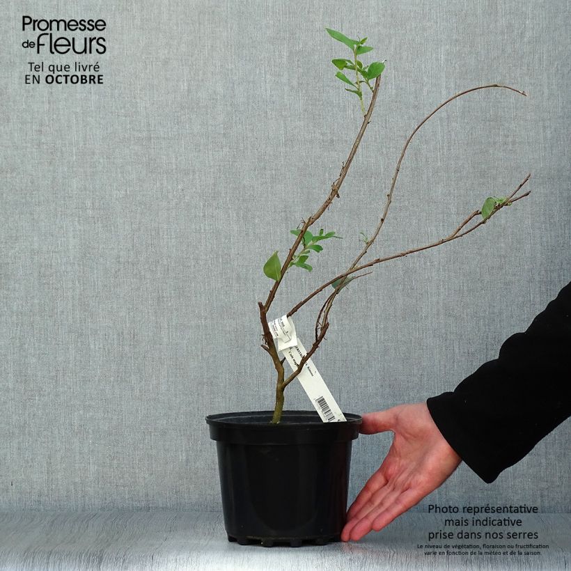 Example of Lagerstroemia indica Kimono - Lilas des Indes blanc Pot de 3L/4L as you get in automne