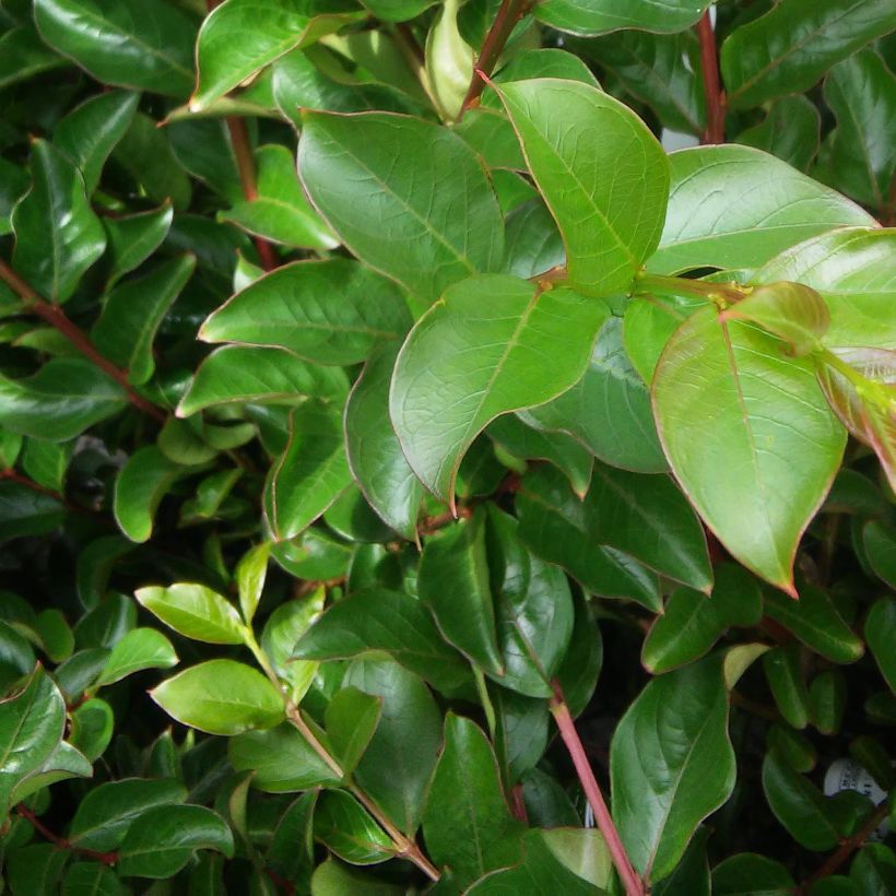 Lagerstroemia indica La Mousson - Lilas des Indes (Foliage)