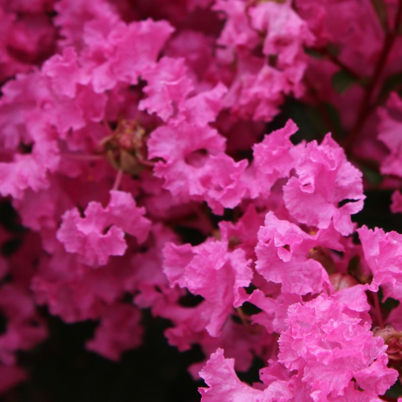 Lagerstroemia indica La Mousson - Lilas des Indes (Flowering)