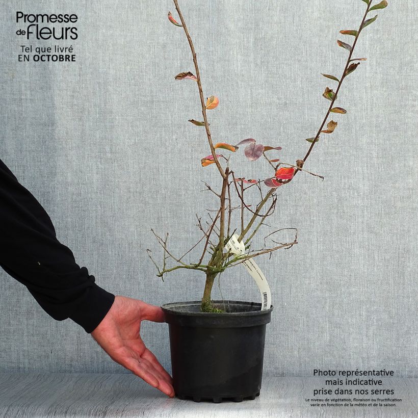 Example of Lagerstroemia indica La Mousson - Lilas des Indes Pot de 3L/4L as you get in automne