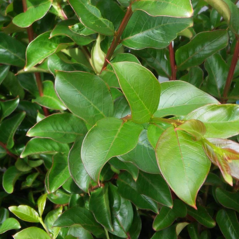 Lagerstroemia indica Margaux - Lilas des Indes (Foliage)