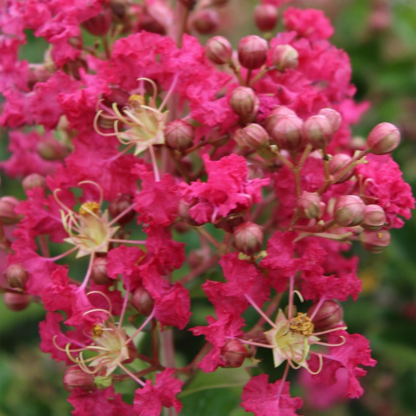 Lagerstroemia indica Margaux - Lilas des Indes (Flowering)