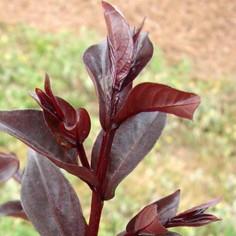 Lilas des Indes - Lagerstroemia indica Midnight Magic (Foliage)