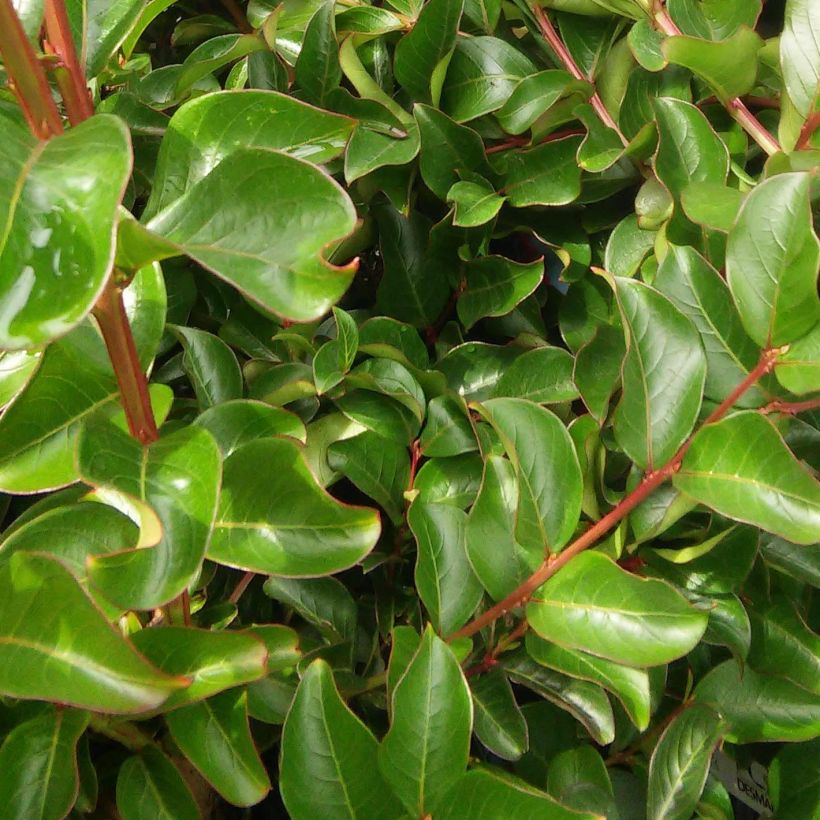Lagerstroemia indica Mon Panache - Lilas des Indes	 (Foliage)