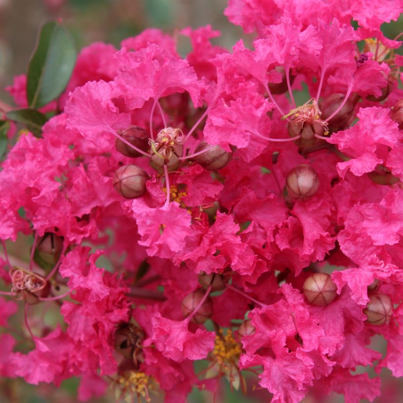 Lagerstroemia indica Mon Panache - Lilas des Indes	 (Flowering)