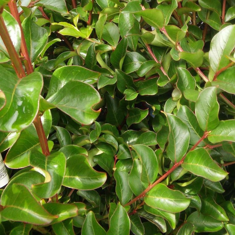 Lagerstroemia indica Monbazillac - Lilas des Indes																								 (Foliage)
