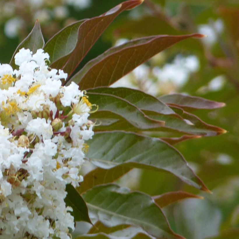 Lagerstroemia indica Nivea - Lilas des Indes (Foliage)