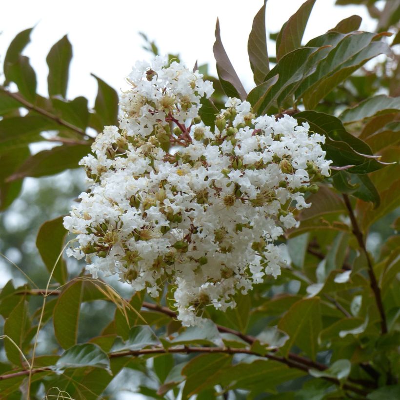 Lagerstroemia indica Nivea - Lilas des Indes (Flowering)
