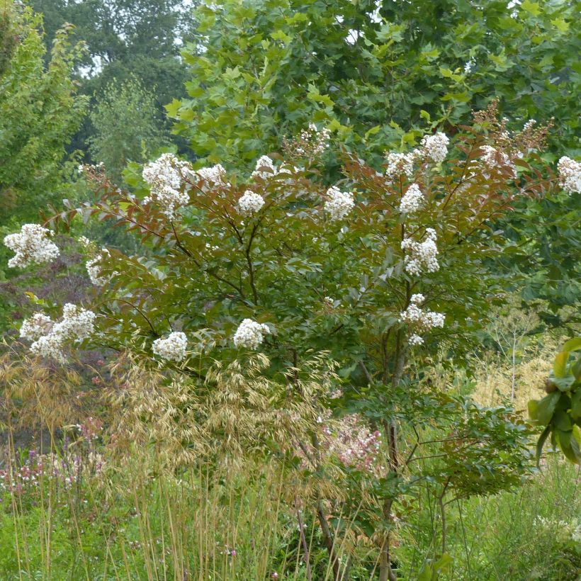 Lagerstroemia indica Nivea - Lilas des Indes (Plant habit)