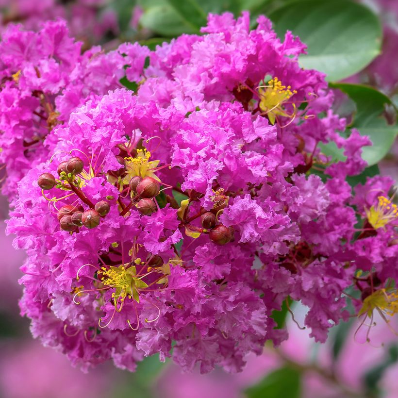 Lagerstroemia indica Pécharmant - Lilas des Indes (Flowering)