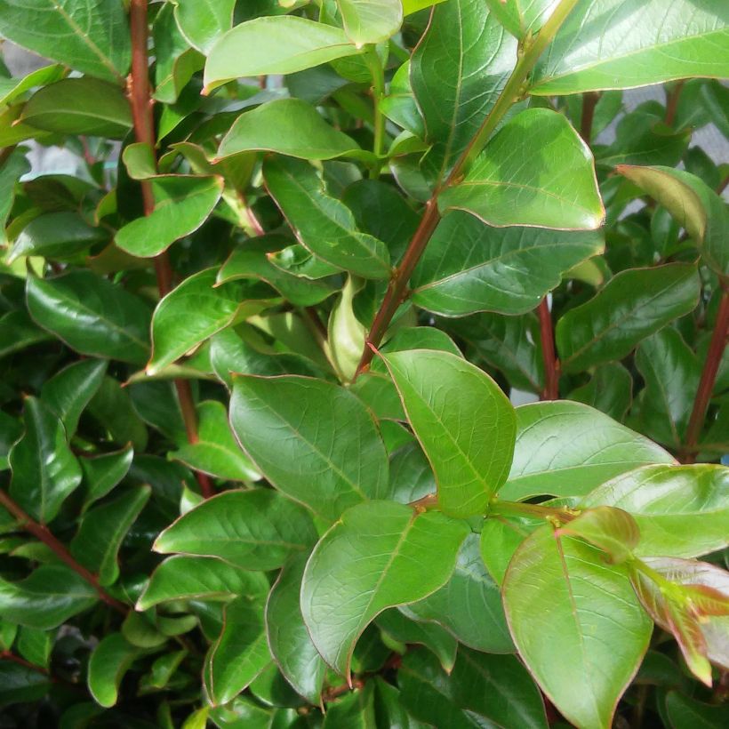 Lagerstroemia indica Périgord Pourpre - Lilas des Indes (Foliage)