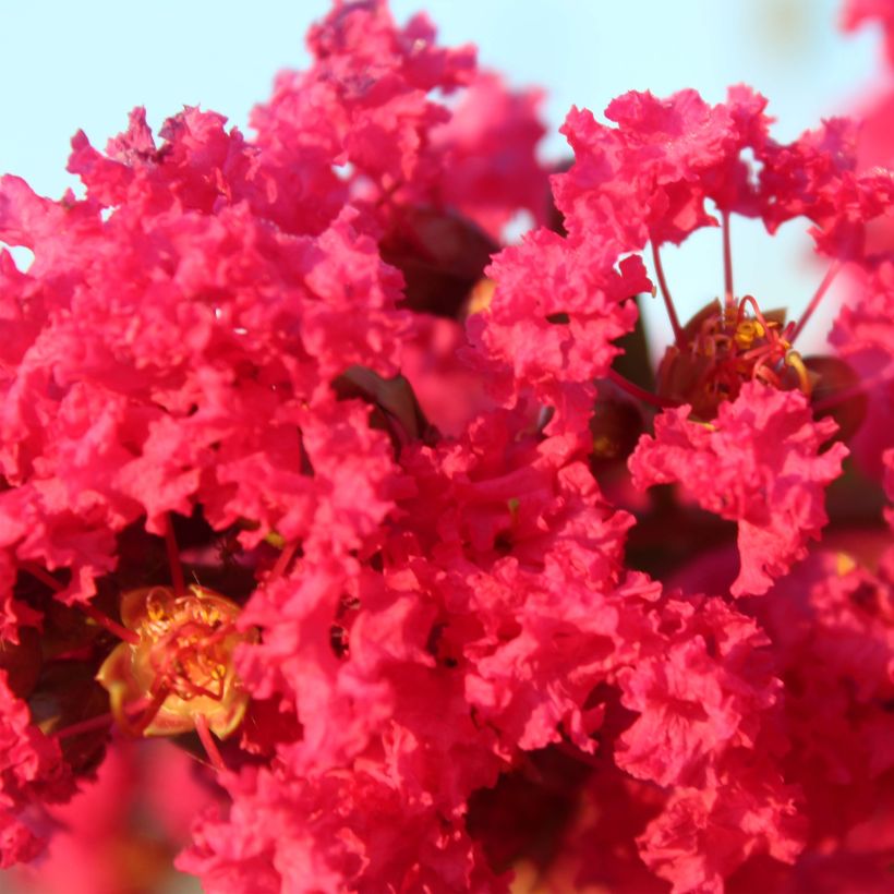 Lagerstroemia indica Périgord Pourpre - Lilas des Indes (Flowering)