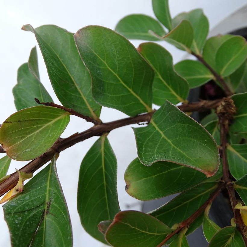 Lagerstroemia indica Pink Grand Sud - Lilas des Indes (Foliage)