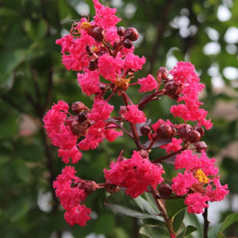 Lagerstroemia indica Pink Velours - Lilas des Indes (Flowering)