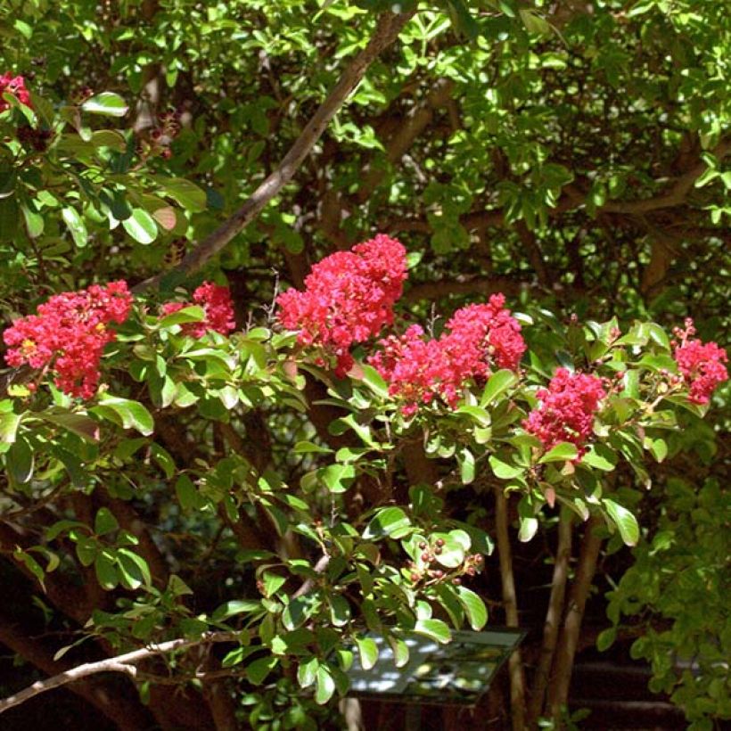 Lagerstroemia indica Red imperator - Lilas des Indes (Flowering)