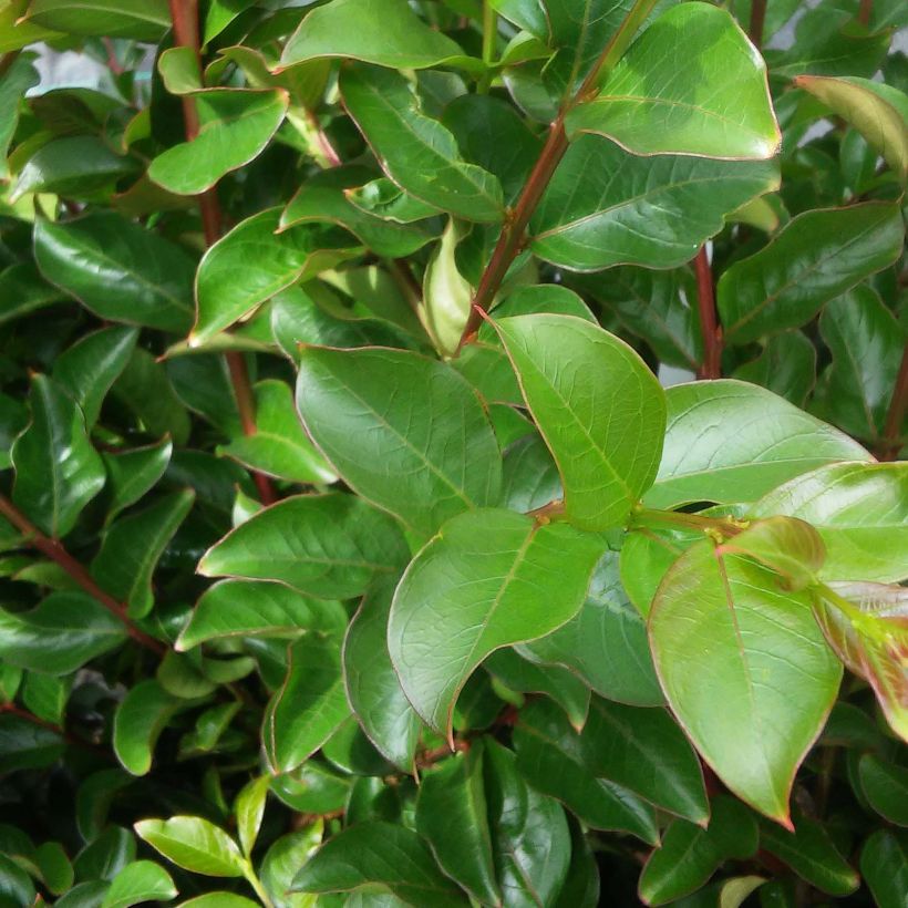 Lagerstroemia indica Rose Fuchsia - Lilas des Indes (Foliage)