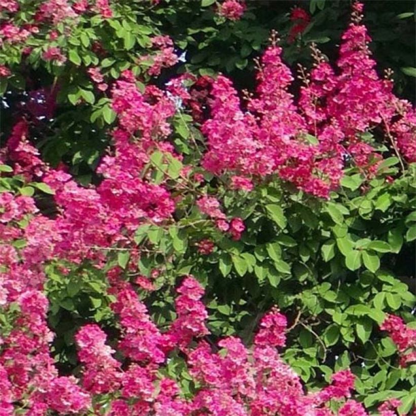 Lagerstroemia indica Rose Fuchsia - Lilas des Indes (Flowering)