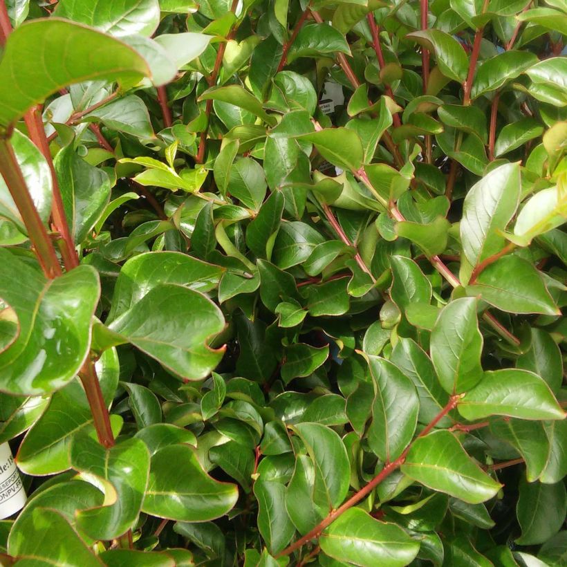 Lagerstroemia indica Rose Indien - Lilas des Indes (Foliage)